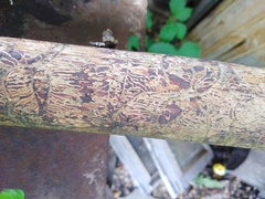 Pityogenes chalcographus