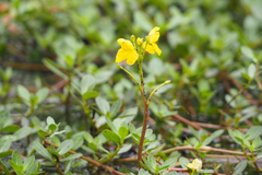 Utricularia radiata