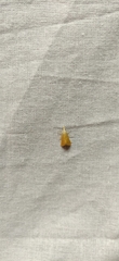 Scirpophaga incertulas