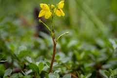 Utricularia radiata