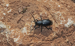 Herophila fairmairei