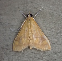 Pyrausta insignitalis