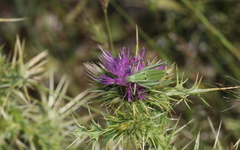 Poecilimon zimmeri