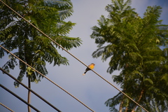 Emberiza flaviventris