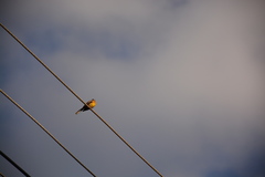 Emberiza flaviventris