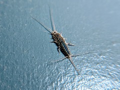 Ctenolepisma lineatum