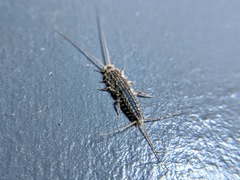 Ctenolepisma lineatum