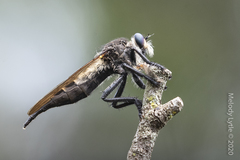 Promachus painteri