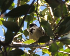 Dryoscopus cubla cubla