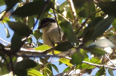 Dryoscopus cubla cubla