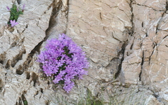 Campanula rupicola