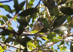 Dryoscopus cubla cubla