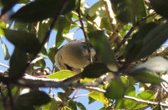 Dryoscopus cubla cubla