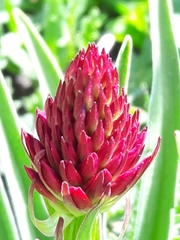 Gymnadenia