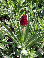 Gymnadenia