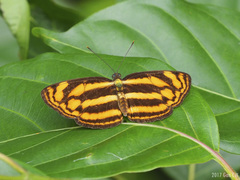 Lasippa tiga siaka