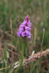 Dactylorhiza majalis sphagnicola
