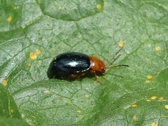 Podagrica malvae