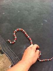 Lampropeltis gentilis