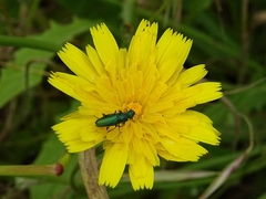 Psilothrix viridicoerulea