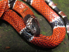 Micrurus dumerilii antioquiensis