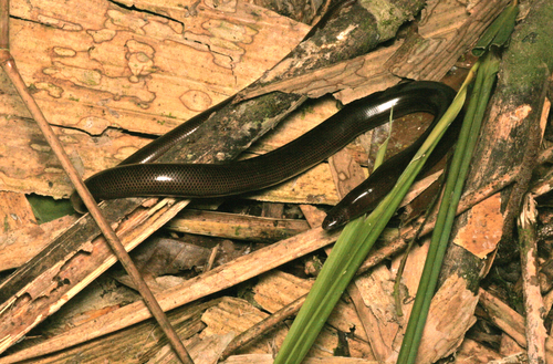 Photo of a Bougainville Blind Snake (Acutotyphlops solomonis)