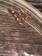 Pyrausta orphisalis