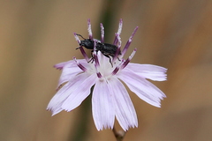 Asydates grandiceps