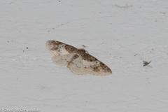 Hydrelia condensata