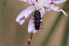 Asydates grandiceps