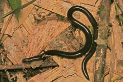 Acutotyphlops solomonis