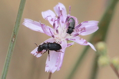 Asydates grandiceps