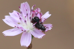 Asydates grandiceps