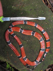 Micrurus dumerilii antioquiensis