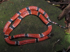 Micrurus dumerilii antioquiensis