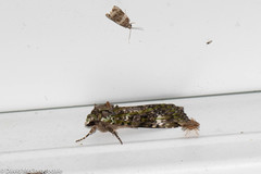 Anaplectoides prasina