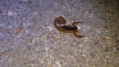 Centruroides ochraceus