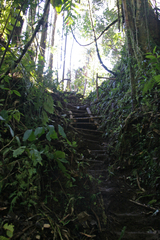 Acutotyphlops solomonis