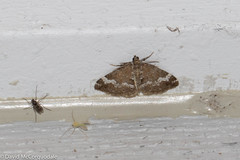 Perizoma alchemillata