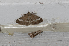 Perizoma alchemillata