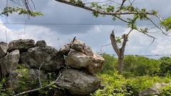 Sceloporus chrysostictus