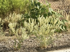 Lepidium thurberi