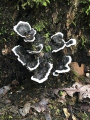 Thelephora cuticularis