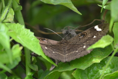 Erebus hieroglyphica