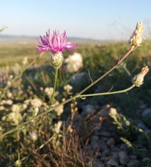 Centaurea sterilis
