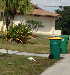 Streptopelia decaocto