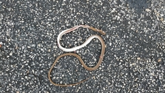 Mastigodryas melanolomus