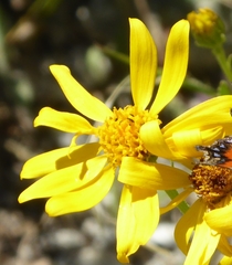 Senecio pyrenaicus