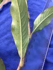 Persicaria setacea