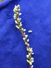Persicaria setacea